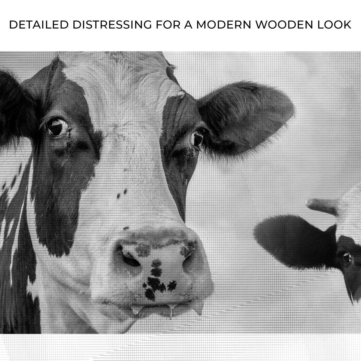 Monochrome Holstein Cows Canvas Wall Art